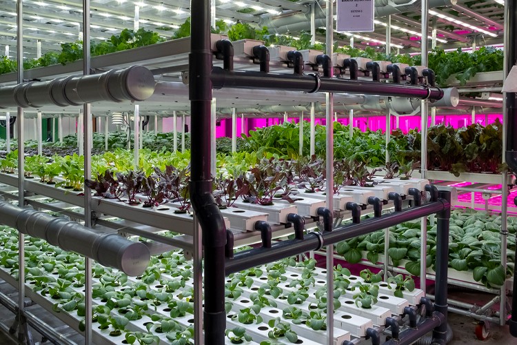 Plant Factory Ürünleri Şimdi Ne Yediğini Önemseyenlerin Adresi Tazedirekt'te!