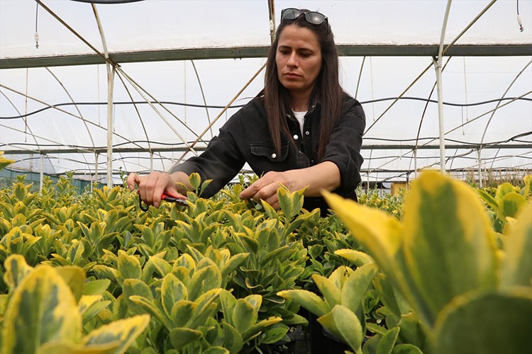 Süs bitkisi üreten genç kadın çiftçi ihracata odaklandı