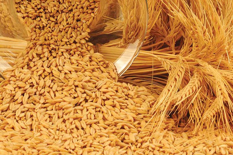 İlk arpayı getirene...