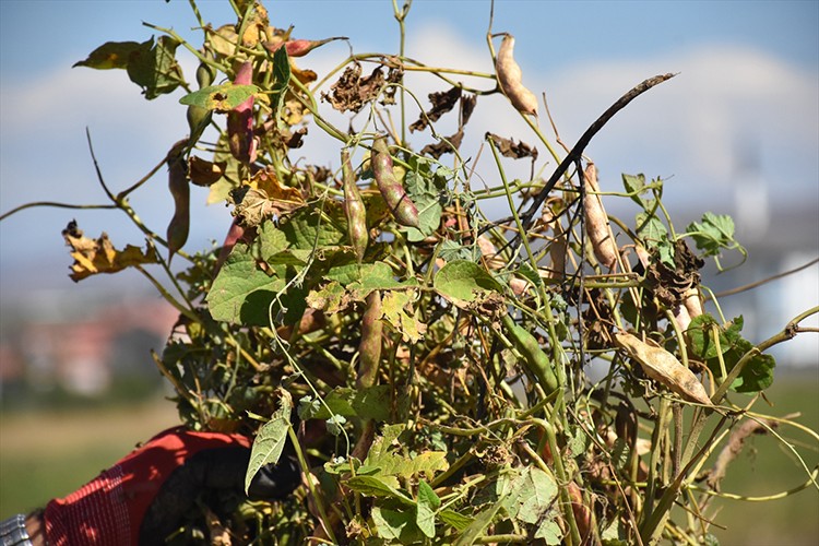 Kelkit şeker fasulyesinin hasadına başlanıldı