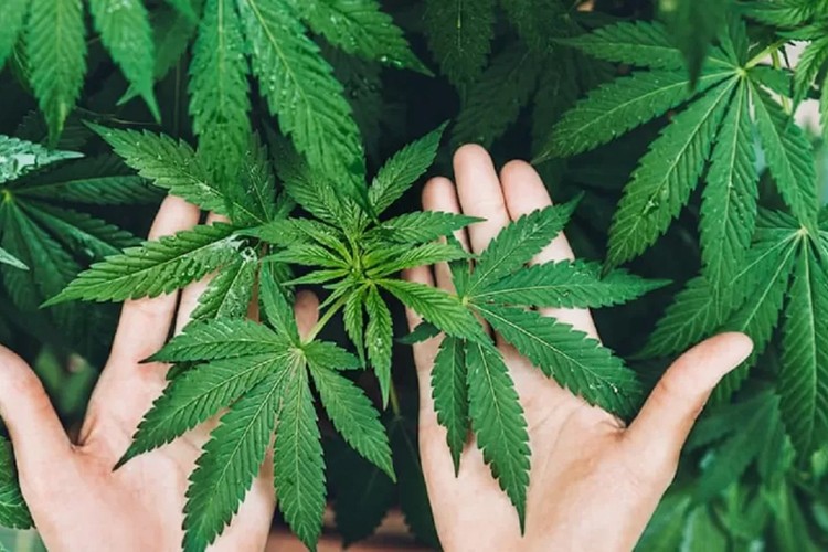 21 ilde kenevir üretimine izin verildi