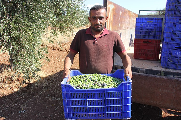 Kilis'te zeytin hasadı başladı
