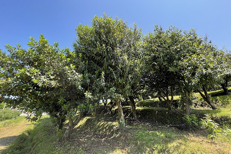 Koruma altına alınan karayemiş türü artırılacak