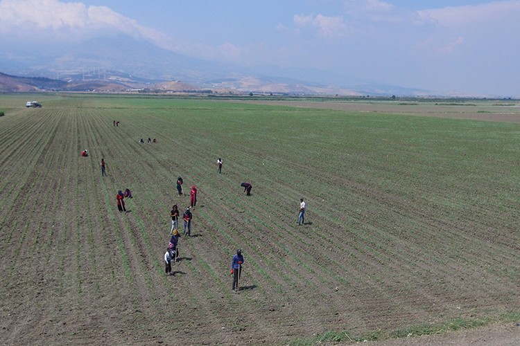Ova pamukla buluştu
