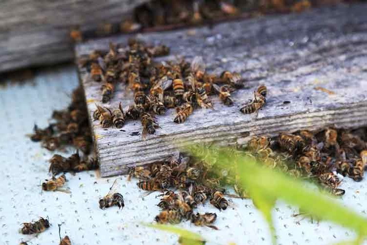 Bazı ilaçların yasaklanması arı ölümlerini de azaltacak