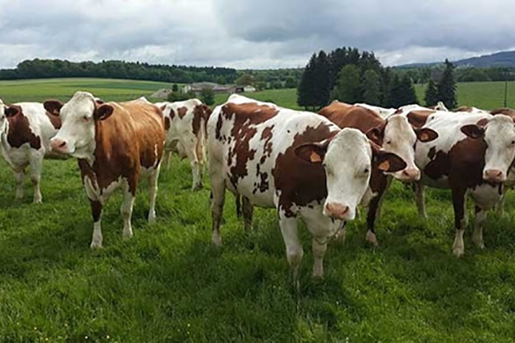 Hibe desteğinin esasları belirlendi