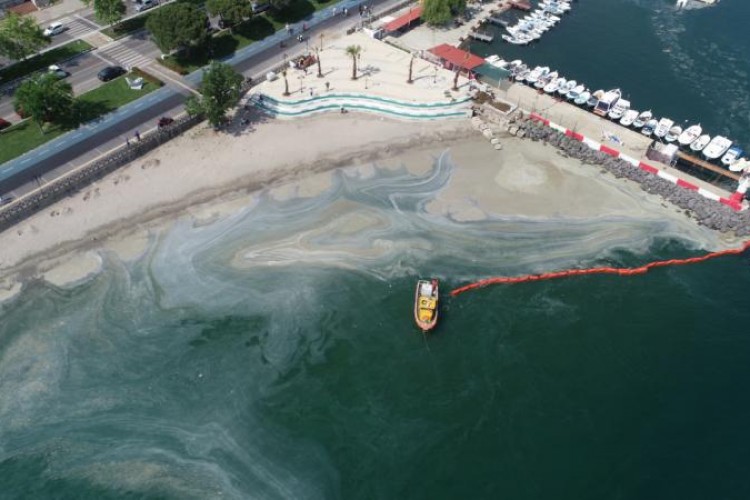 Müsilaj sonrası Marmara'da balık çeşitliliği yüzde 25 azaldı