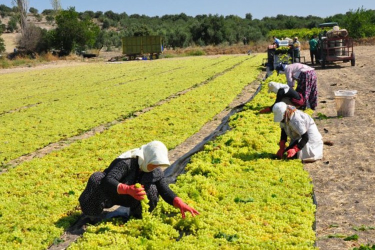 Üreticilere destek ödemesi başladı