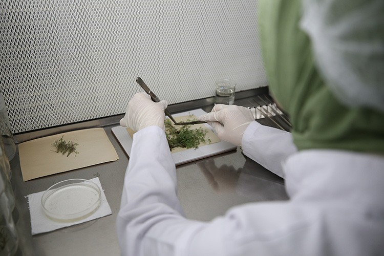 Süs bitkilerine artan talep Sakarya'daki merkezde üretim ve ihracat hedefini yükseltti