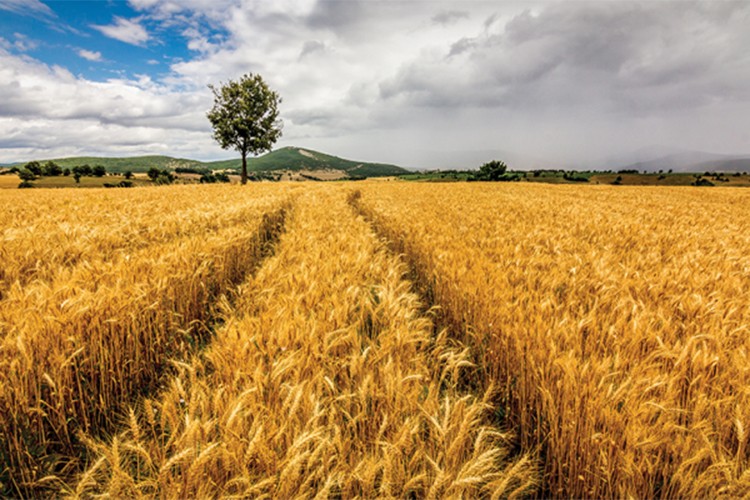 Tarım sayımında sona yaklaşıldı