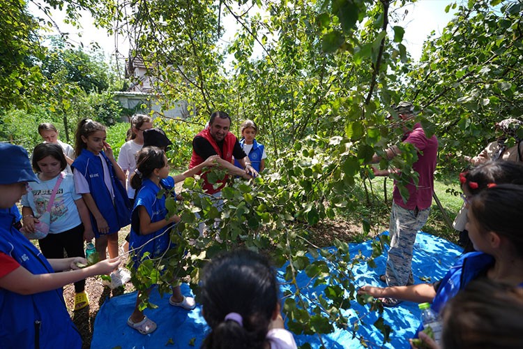 Düzce'de gençler gönüllü fındık topluyor