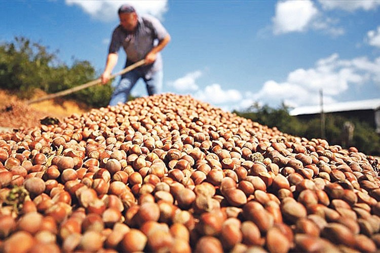 Fındık ihracatından 4 ayda yaklaşık 1,1 milyar dolar gelir sağlandı