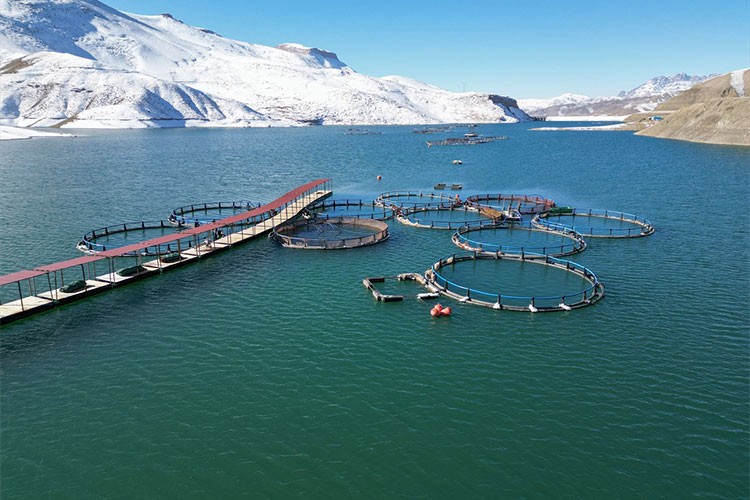 Van'da alabalık üretimi yaygınlaşıyor