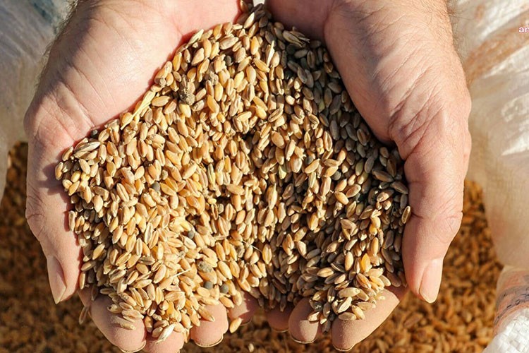 Güneydoğulu hububatçılar ihracat için Asya ülkelerine yönelecek