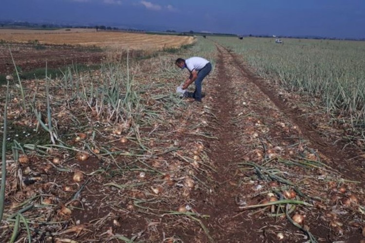 "Tarlada kalan ürün ihraç edilsin"