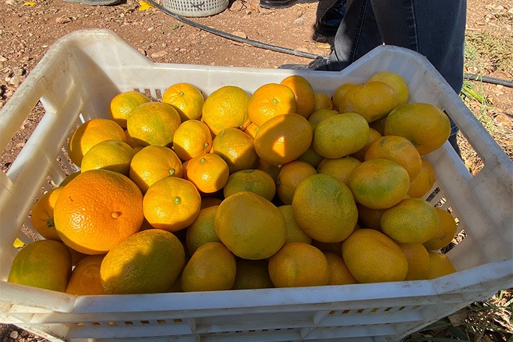 Mandalinanın ihracat yolculuğu 18 Ekim'de başlıyor