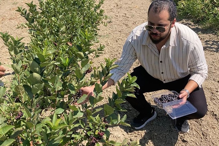 Yetiştirdiği aronyayla ilgili yüksek lisans tezi hazırlıyor