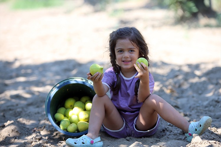 Aydın'da taze incir rekoltesinde düşüş bekleniyor
