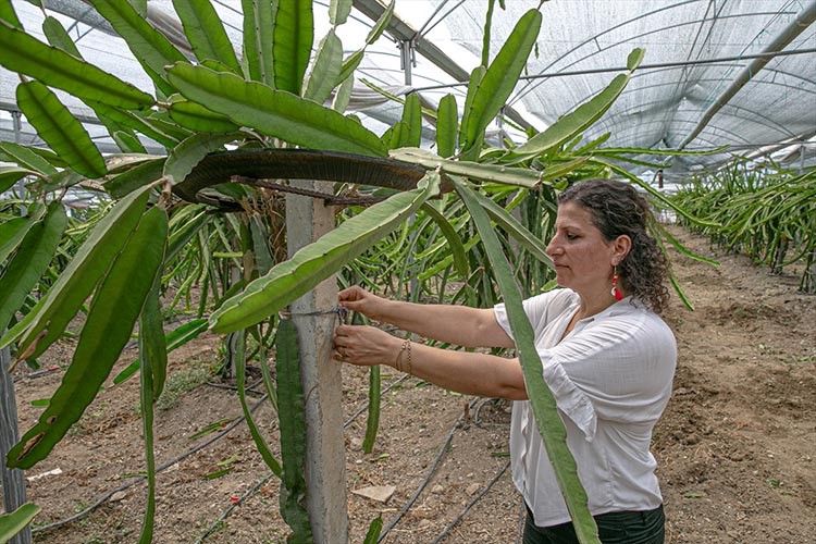 Tatilde gördüğü ejder meyvesinin üreticisi oldu