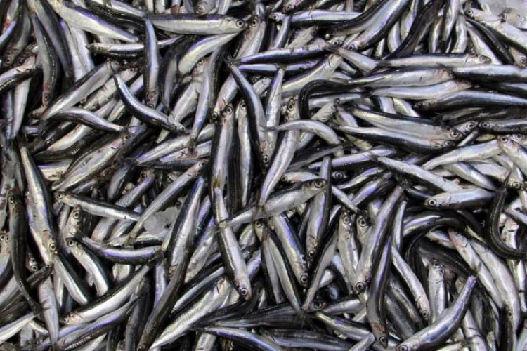 2 aylık hamsi ihracatı 2,1 milyon doları aştı