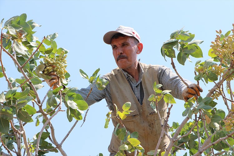 Kilis'te boz Antep fıstığı hasadı başladı