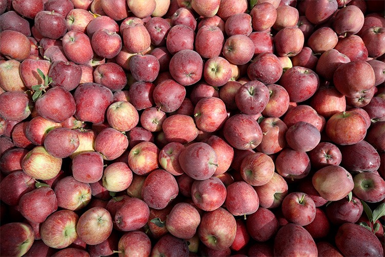 Yahyalı elması 25 ülkeye ihraç ediliyor