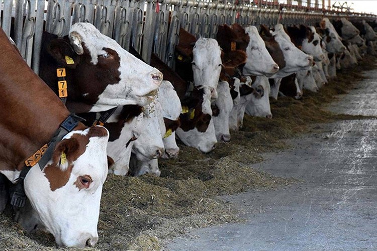 Hayvancılık destekleme başvuruları yarın başlıyor