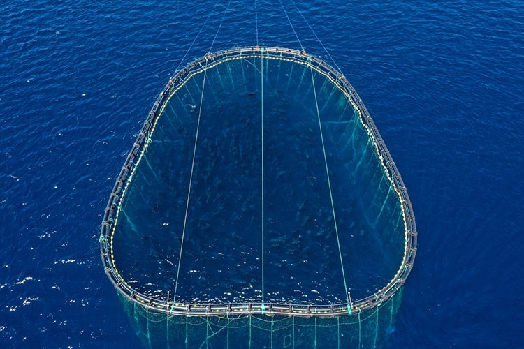 Orkinosun Akdeniz'den Çeşme'ye zorlu yolculuğu