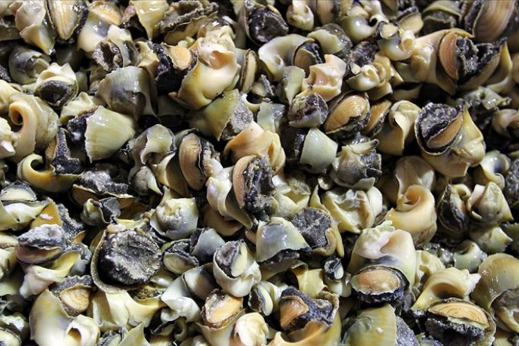 11. Deniz Sistemleri Semineri