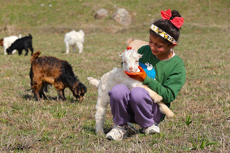 Kuzu ve oğlaklar meralarla buluştu
