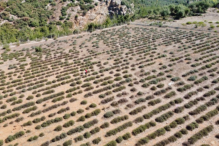 Ekonomiye kazandırılan lavanta bahçesi kadınlara gelir kapısı oldu