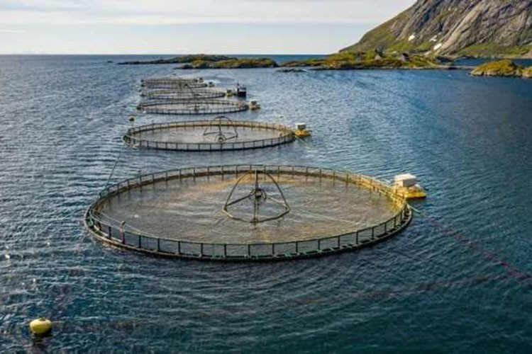 Üretim planlamasında olan tür sayısı 16'ya çıktı