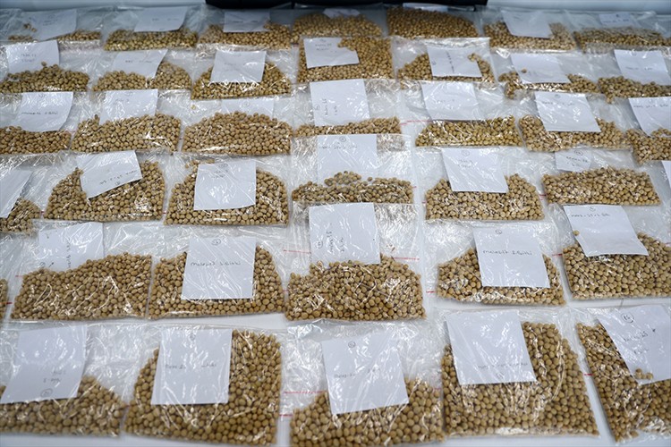 5 çeşit yeni yerli soya tohumu cinsi geliştirildi