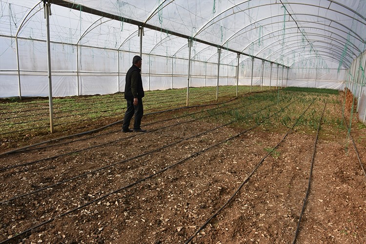 Şırnak kırsalında seracılıkla tarımsal üretim canlandı