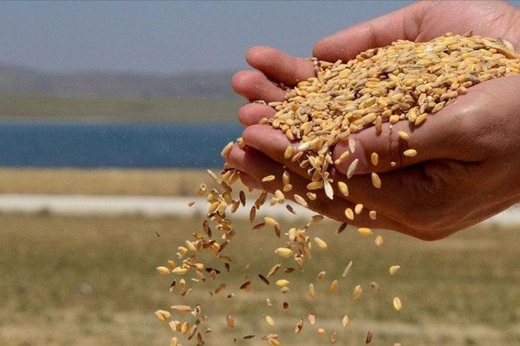 Hububatta üretim ve verim artışında yağışlar belirleyici olacak