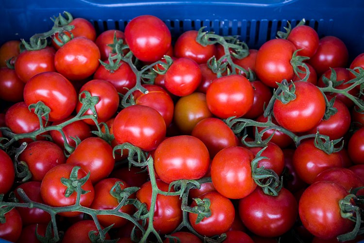 62 milyonluk domates ihracı