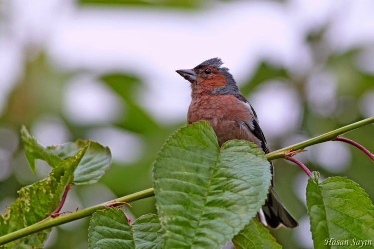 Toroslar EDAŞ'ın projesiyle kuş ölümleri azalıyor