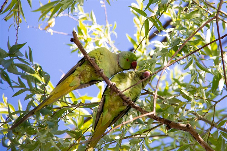 Başkentin sevimli yeşil papağanları