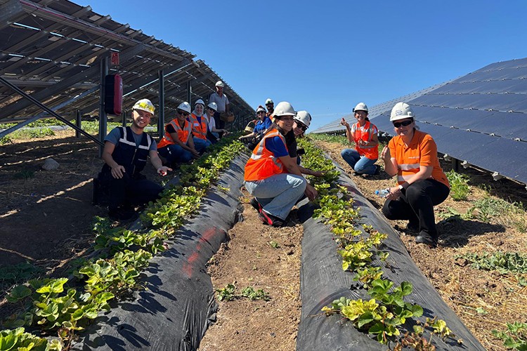 Enerjisa Üretim agrivoltaik tarım uygulamaları ile 5 ton hasat yaptı