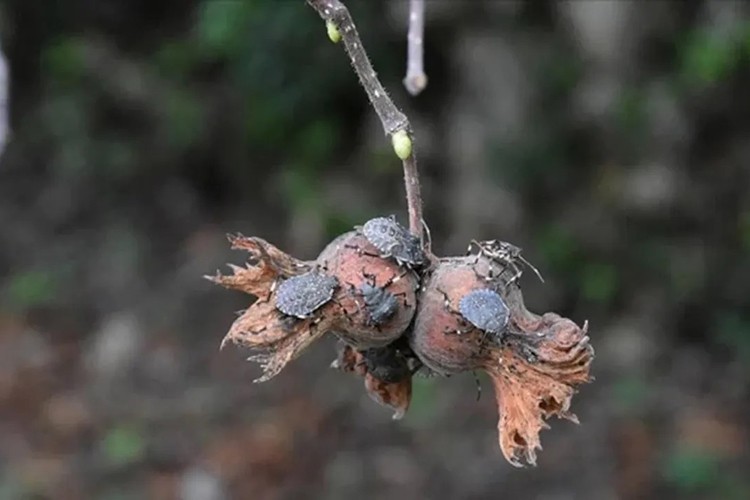 Tarımda kimyasalsız mücadele için yeni proje