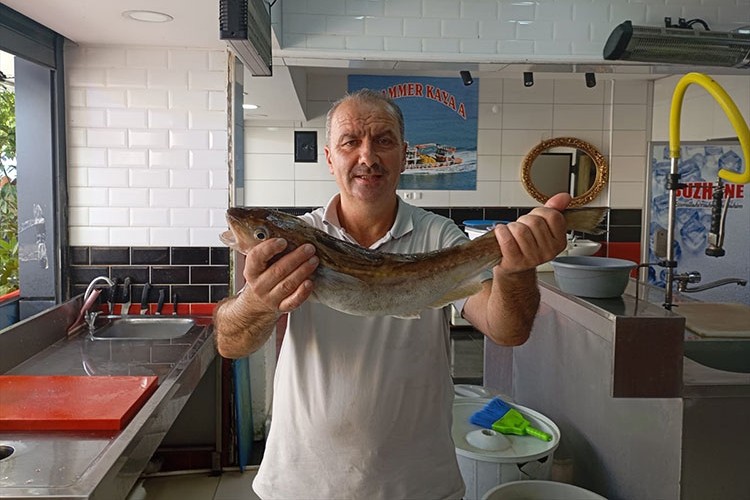 ltayla avlanan 1 kilogramlık mezgit 500 liraya satıldı