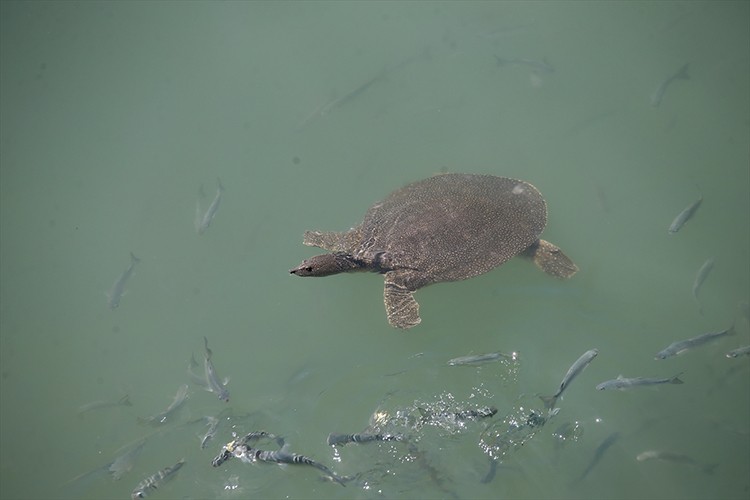 Nesli tehlike altındaki Nil kaplumbağaları korunuyor