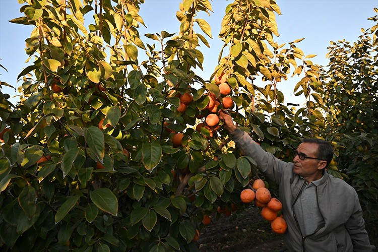 Cennet hurması üreticiye ek gelir oldu