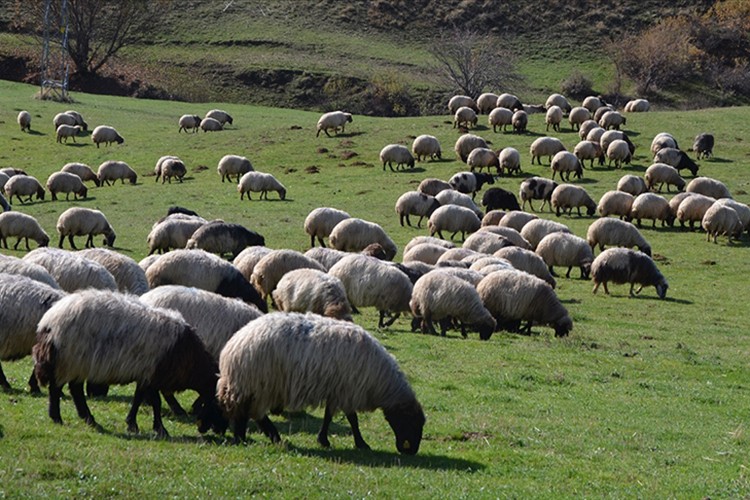 Hayvancılıkla ilgili destekleme miktarında artışa gidildi
