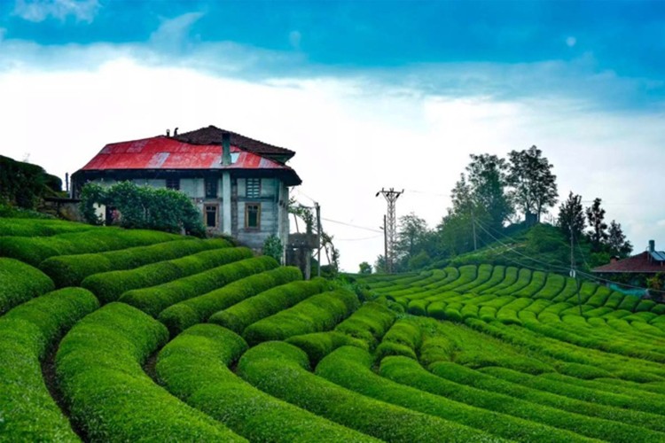 Kendi markasıyla çay ihraç ediyor