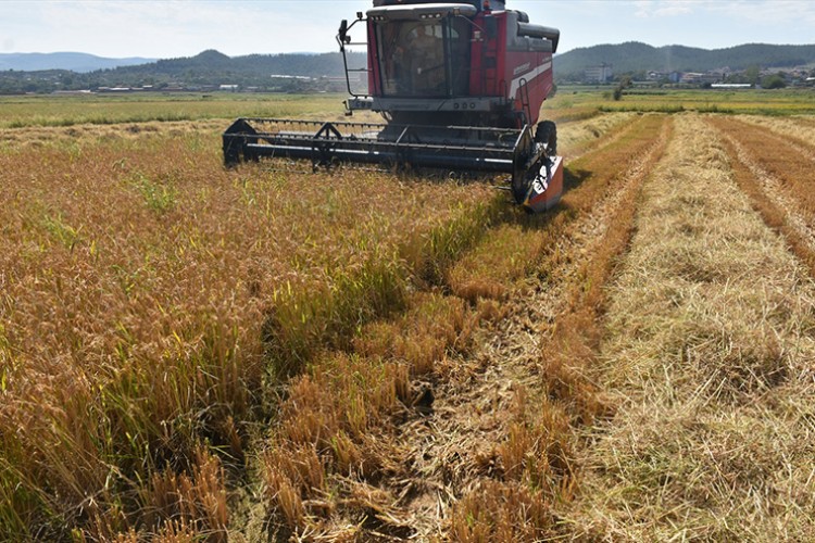 Sinop'ta üreticiler, yeni sezon çeltik hasadına başladı
