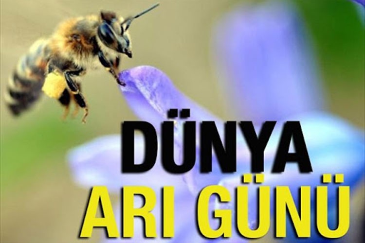 TAB, Dünya Arı Günü'nü bu yıl Muğla'da kutlayacak