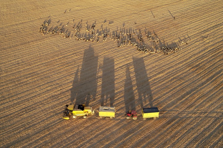 Van'da hububat üretiminde yüzde 75 artış bekleniyor