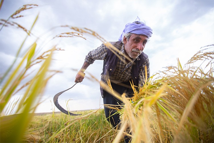 Karacadağ pirinci elle hasat ediliyor
