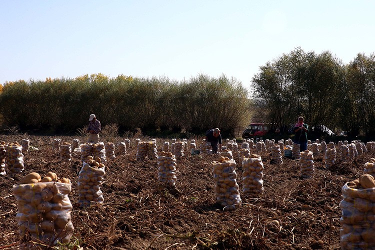 Verimi ve fiyatıyla üreticisini sevindirdi